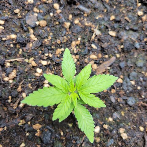 Gorilla Glue Fem - AC Infinity 5x5 growlog photo: Going to water tomorrow, still a little moist from Friday's watering.