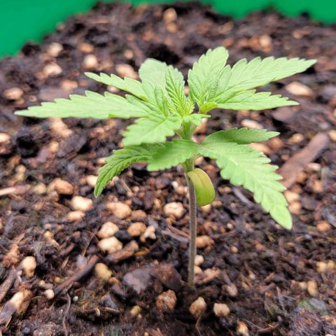 Gorilla Glue Fem - AC Infinity 5x5 growlog photo: Going to water tomorrow, still a little moist from Friday's watering.