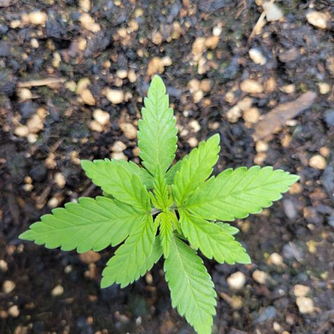 Gorilla Glue Fem - AC Infinity 5x5 growlog photo: Going to water tomorrow, still a little moist from Friday's watering.