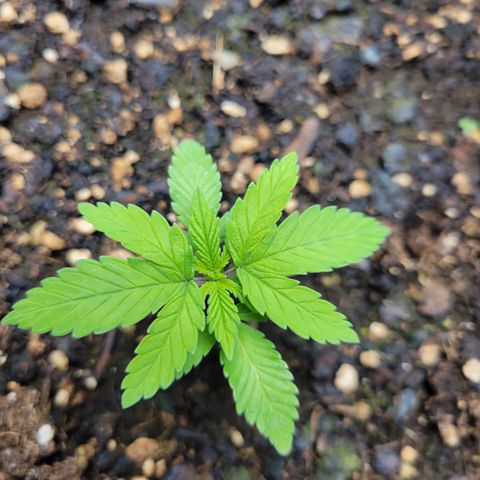 Gorilla Glue Fem - AC Infinity 5x5 growlog timeline photo