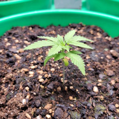 Gorilla Glue Fem - AC Infinity 5x5 growlog timeline photo