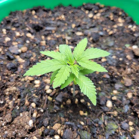 Gorilla Glue Fem - AC Infinity 5x5 growlog timeline photo