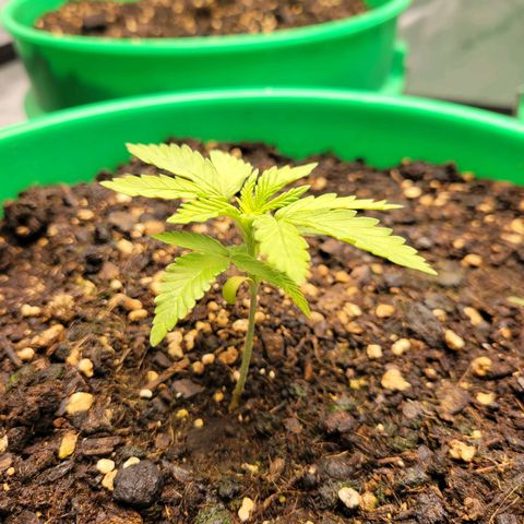 Gorilla Glue Fem - AC Infinity 5x5 growlog timeline photo
