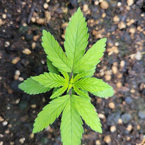 Gorilla Glue Fem - AC Infinity 5x5 growlog timeline photo
