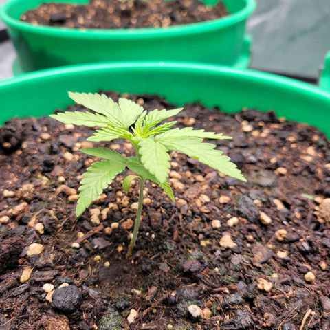 Gorilla Glue Fem - AC Infinity 5x5 growlog timeline photo