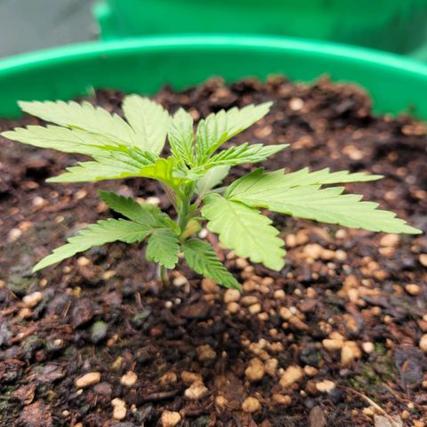 Gorilla Glue Fem - AC Infinity 5x5 growlog photo: Got one leaning a lot, I'll have to stake it..