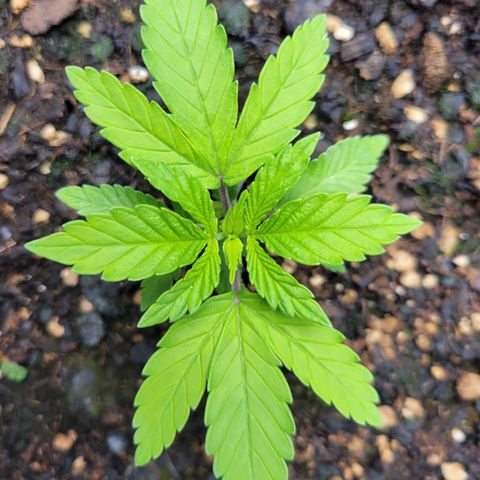 Gorilla Glue Fem - AC Infinity 5x5 growlog photo: Got one leaning a lot, I'll have to stake it..