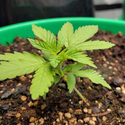 Gorilla Glue Fem - AC Infinity 5x5 growlog photo: Got one leaning a lot, I'll have to stake it..