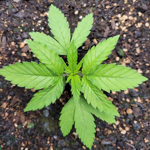 Gorilla Glue Fem - AC Infinity 5x5 growlog timeline photo