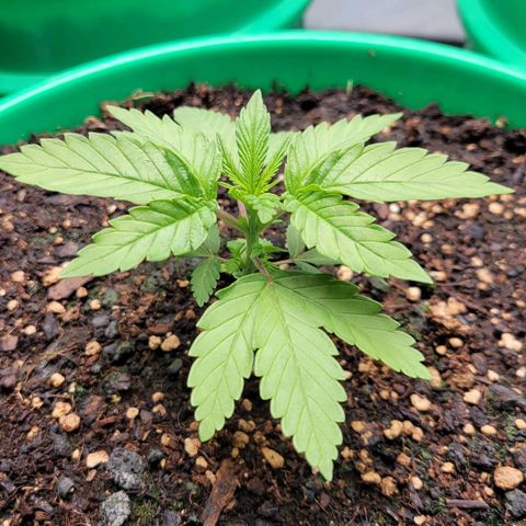 Gorilla Glue Fem - AC Infinity 5x5 growlog timeline photo