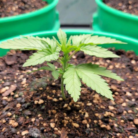 Gorilla Glue Fem - AC Infinity 5x5 growlog timeline photo