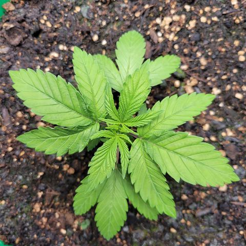 Gorilla Glue Fem - AC Infinity 5x5 growlog timeline photo