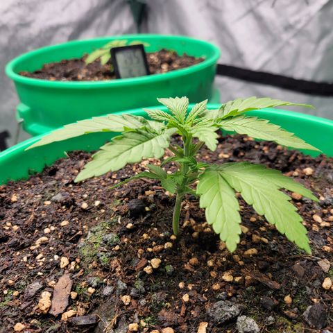 Gorilla Glue Fem - AC Infinity 5x5 growlog timeline photo