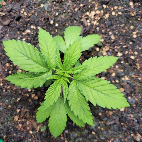 Gorilla Glue Fem - AC Infinity 5x5 growlog timeline photo