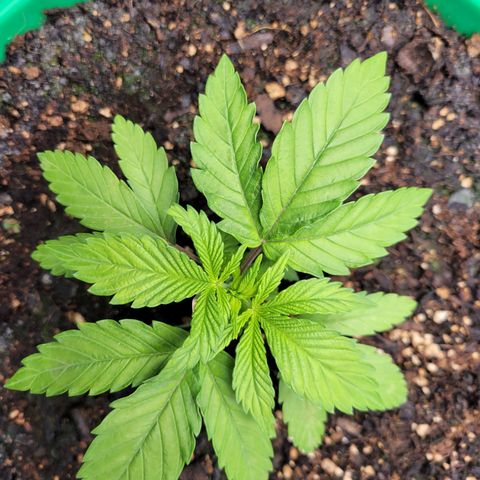 Gorilla Glue Fem - AC Infinity 5x5 growlog timeline photo
