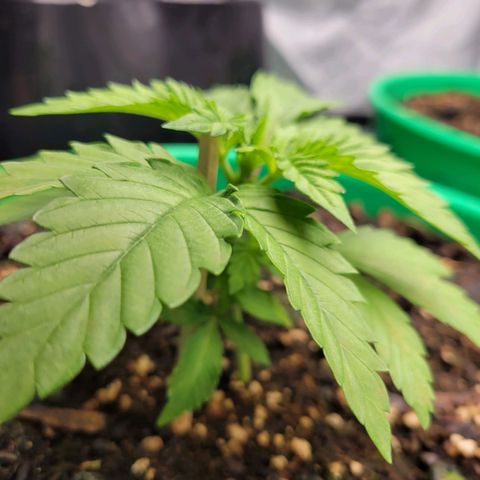 Gorilla Glue Fem - AC Infinity 5x5 growlog timeline photo