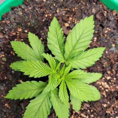 Gorilla Glue Fem - AC Infinity 5x5 growlog timeline photo