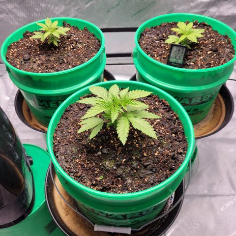 Gorilla Glue Fem - AC Infinity 5x5 growlog timeline photo