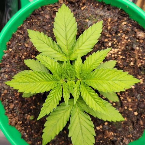 Gorilla Glue Fem - AC Infinity 5x5 growlog timeline photo