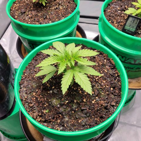 Gorilla Glue Fem - AC Infinity 5x5 growlog timeline photo