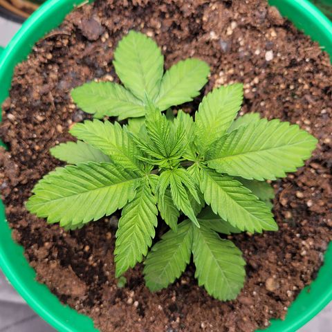 Gorilla Glue Fem - AC Infinity 5x5 growlog timeline photo