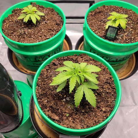 Gorilla Glue Fem - AC Infinity 5x5 growlog timeline photo