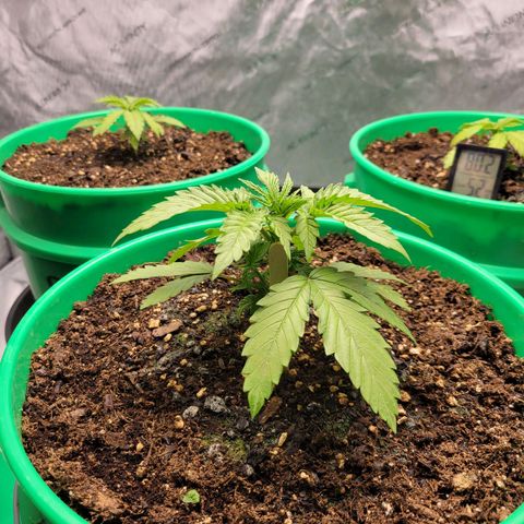 Gorilla Glue Fem - AC Infinity 5x5 growlog timeline photo