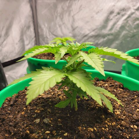 Gorilla Glue Fem - AC Infinity 5x5 growlog timeline photo