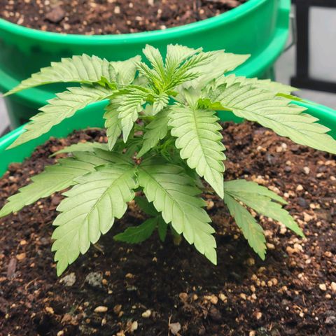 Gorilla Glue Fem - AC Infinity 5x5 growlog timeline photo