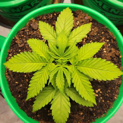 Gorilla Glue Fem - AC Infinity 5x5 growlog timeline photo