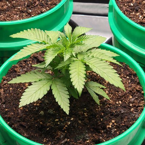 Gorilla Glue Fem - AC Infinity 5x5 growlog timeline photo