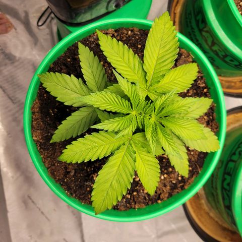 Gorilla Glue Fem - AC Infinity 5x5 growlog timeline photo