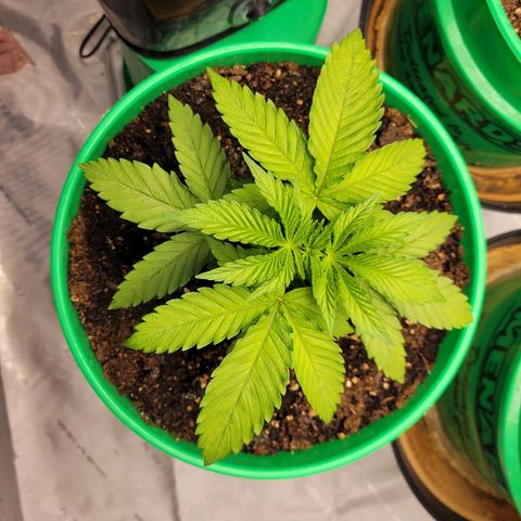 Gorilla Glue Fem - AC Infinity 5x5 growlog timeline photo