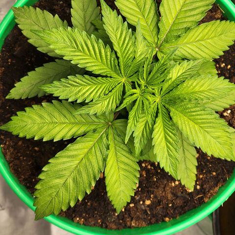 Gorilla Glue Fem - AC Infinity 5x5 growlog timeline photo