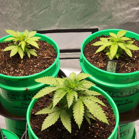 Gorilla Glue Fem - AC Infinity 5x5 growlog timeline photo