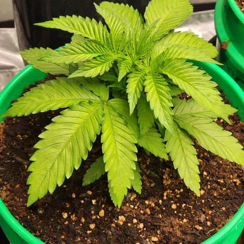 Gorilla Glue Fem - AC Infinity 5x5 growlog timeline photo