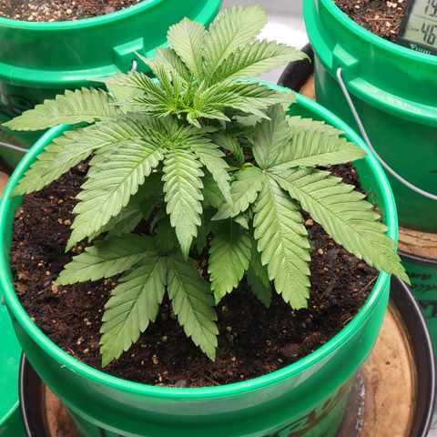 Gorilla Glue Fem - AC Infinity 5x5 growlog timeline photo