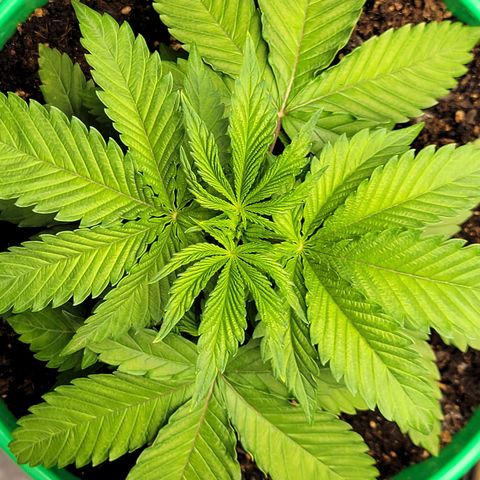 Gorilla Glue Fem - AC Infinity 5x5 growlog timeline photo