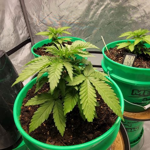 Gorilla Glue Fem - AC Infinity 5x5 growlog timeline photo