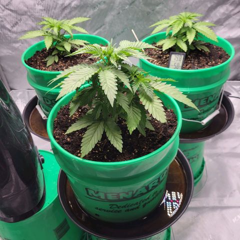 Gorilla Glue Fem - AC Infinity 5x5 growlog timeline photo