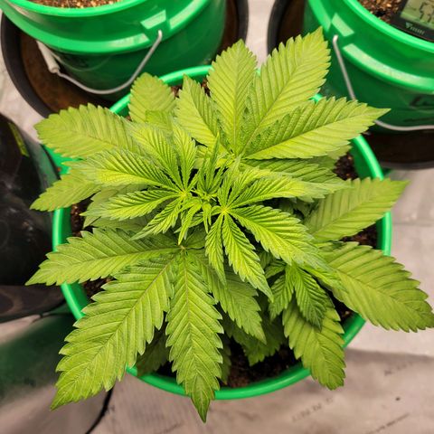 Gorilla Glue Fem - AC Infinity 5x5 growlog timeline photo