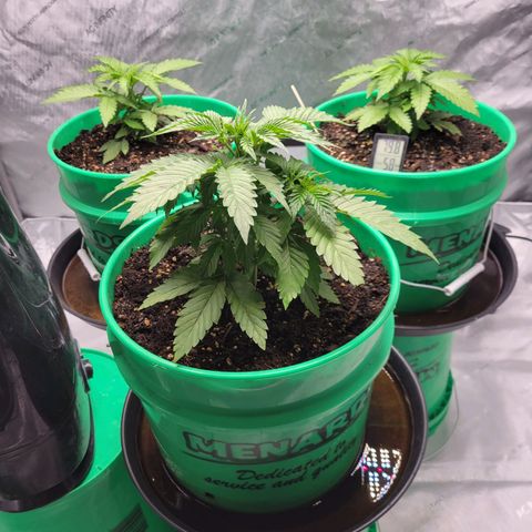 Gorilla Glue Fem - AC Infinity 5x5 growlog timeline photo