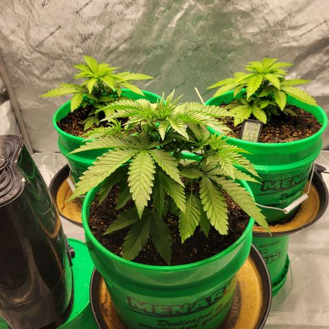 Gorilla Glue Fem - AC Infinity 5x5 growlog timeline photo