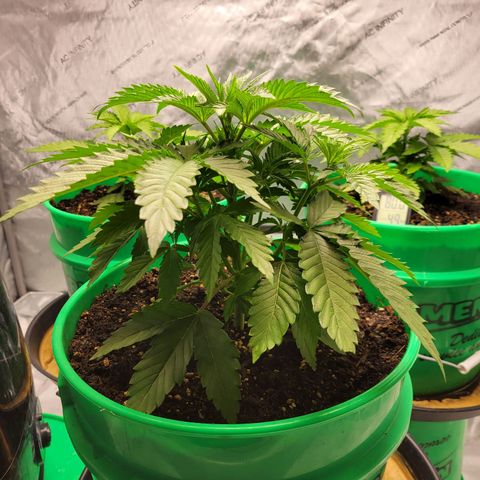 Gorilla Glue Fem - AC Infinity 5x5 growlog timeline photo
