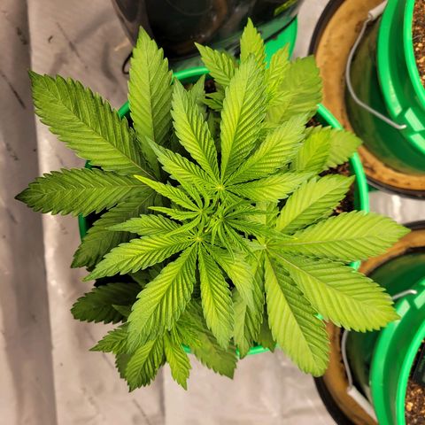 Gorilla Glue Fem - AC Infinity 5x5 growlog timeline photo