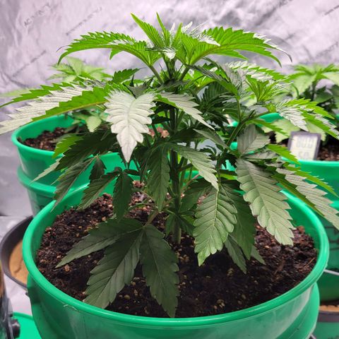 Gorilla Glue Fem - AC Infinity 5x5 growlog timeline photo