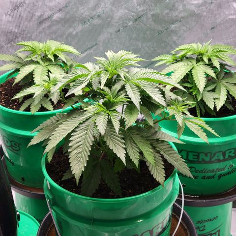 Gorilla Glue Fem - AC Infinity 5x5 growlog timeline photo