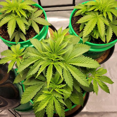 Gorilla Glue Fem - AC Infinity 5x5 growlog timeline photo