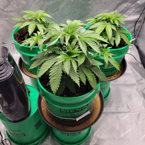 Gorilla Glue Fem - AC Infinity 5x5 growlog timeline photo
