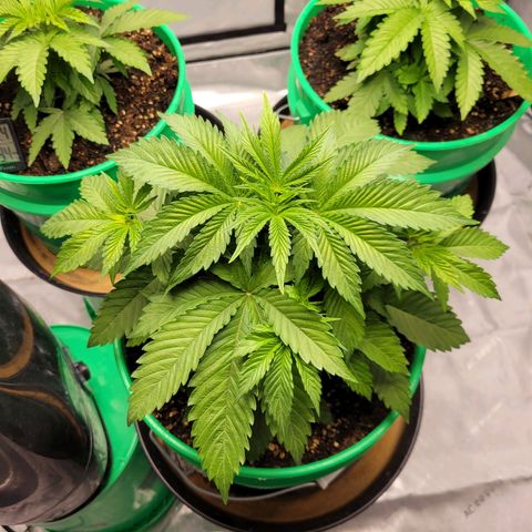 Gorilla Glue Fem - AC Infinity 5x5 growlog timeline photo